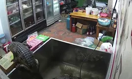 Màn "đào tẩu" có 102 của cá sấu sắp bị làm thịt ở nhà hàng