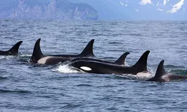 Đàn cá voi sát thủ "siêu thông minh" săn hải cẩu trong thế khó