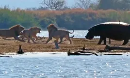 Hà mã một mình chiến đấu với đàn sư tử để giành nguồn nước
